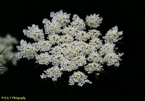 {Daucus carota}